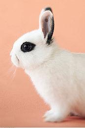 两个人做的游戏也能出海？ 国产独立游戏《无径之林》参展 PAX EAST 游戏展